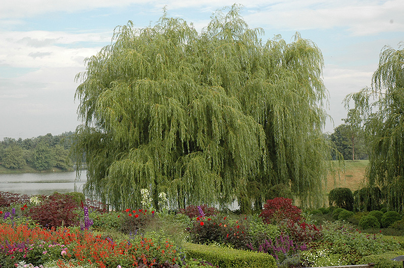 Golden Weeping Willow (Salix alba 'Tristis') at Hoffmann Hillermann Nursery & Florist