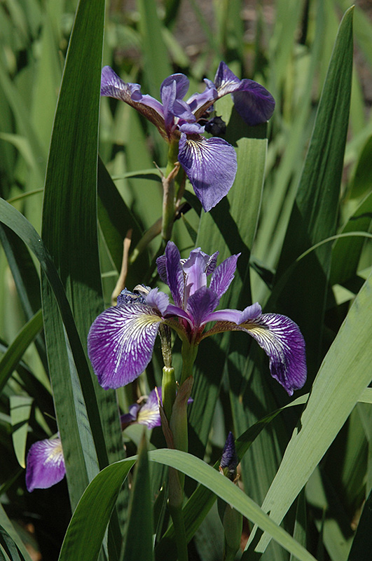 Siberian Iris (Iris sibirica) at Hoffmann Hillermann Nursery & Florist