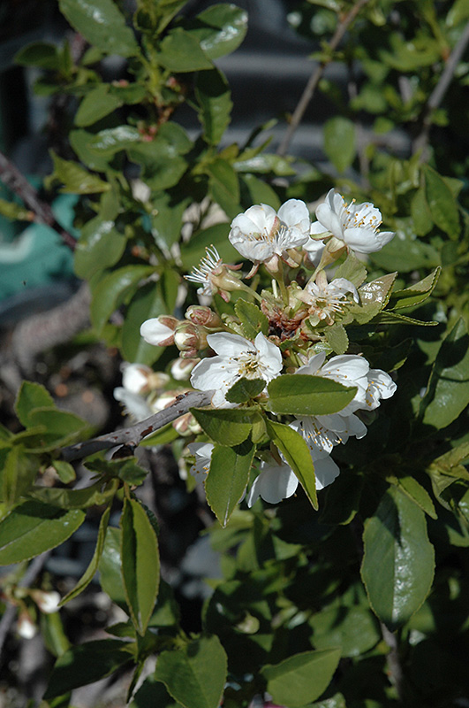 Romeo Cherry (Prunus 'Romeo') at Hoffmann Hillermann Nursery & Florist