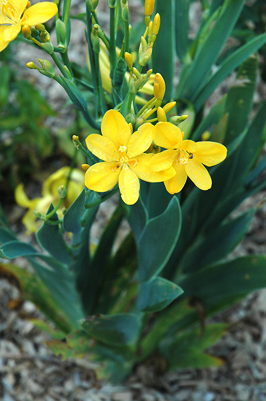 Hello Yellow Blackberry Lily (Iris domestica 'Hello Yellow') at Hoffmann Hillermann Nursery & Florist