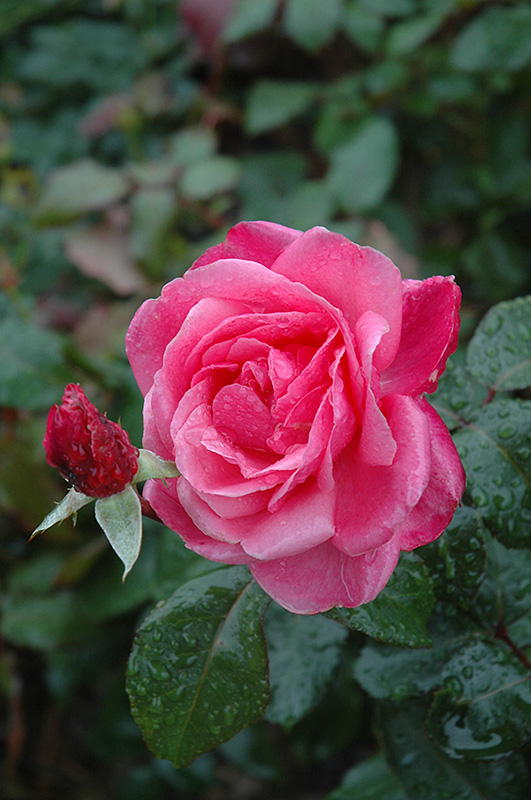 Grandma's Blessing Rose (Rosa 'Grandma's Blessing') at Hoffmann Hillermann Nursery & Florist