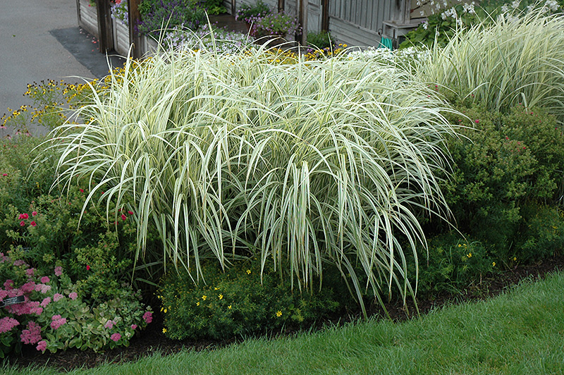 Variegated Silver Grass (Miscanthus sinensis 'Variegatus') at Hoffmann Hillermann Nursery & Florist