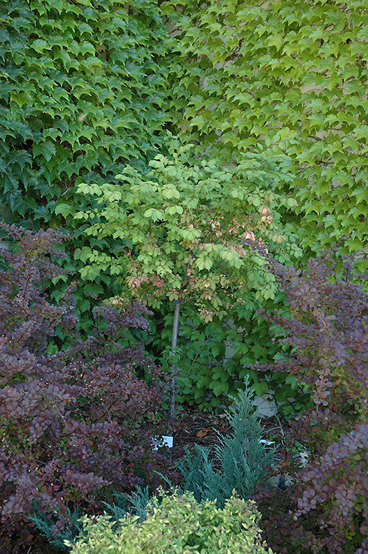 Burning Bush (tree form) (Euonymus alatus '(tree form)') at Hoffmann Hillermann Nursery & Florist