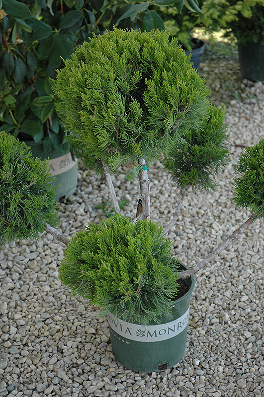 Mint Julep Juniper (pom pom) (Juniperus chinensis 'Mint Julep (pom pom)') at Hoffmann Hillermann Nursery & Florist