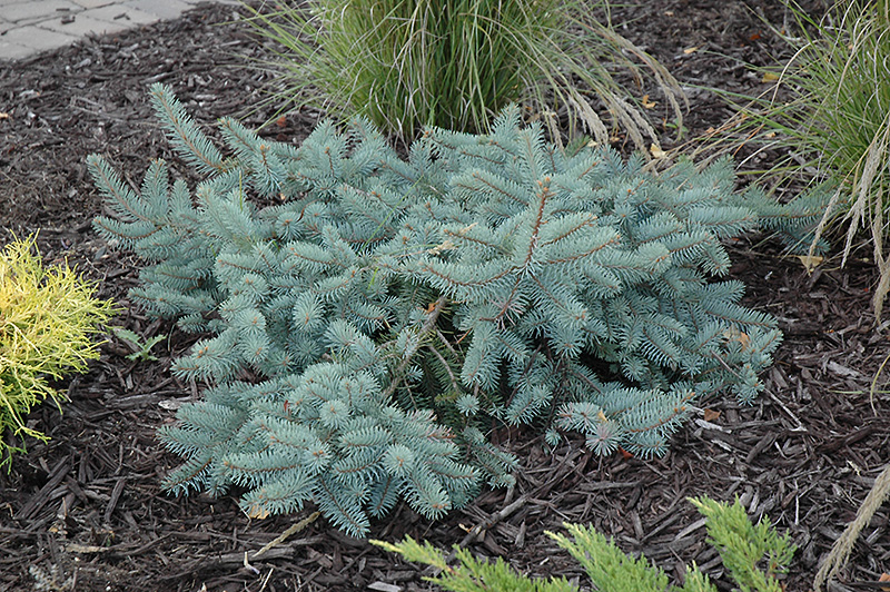 Procumbens Spruce (Picea pungens 'Procumbens') at Hoffmann Hillermann Nursery & Florist