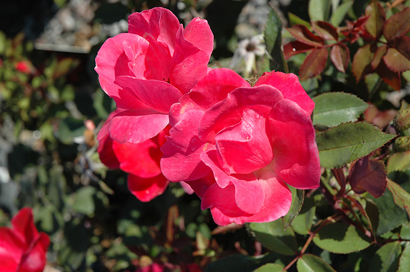 Pink Knock Out Rose (Rosa 'Radcon') at Hoffmann Hillermann Nursery & Florist