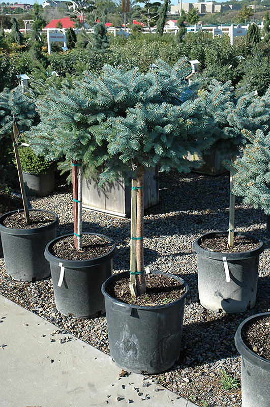 Globe Blue Spruce (tree form) (Picea pungens 'Globosa (tree form)') at Hoffmann Hillermann Nursery & Florist