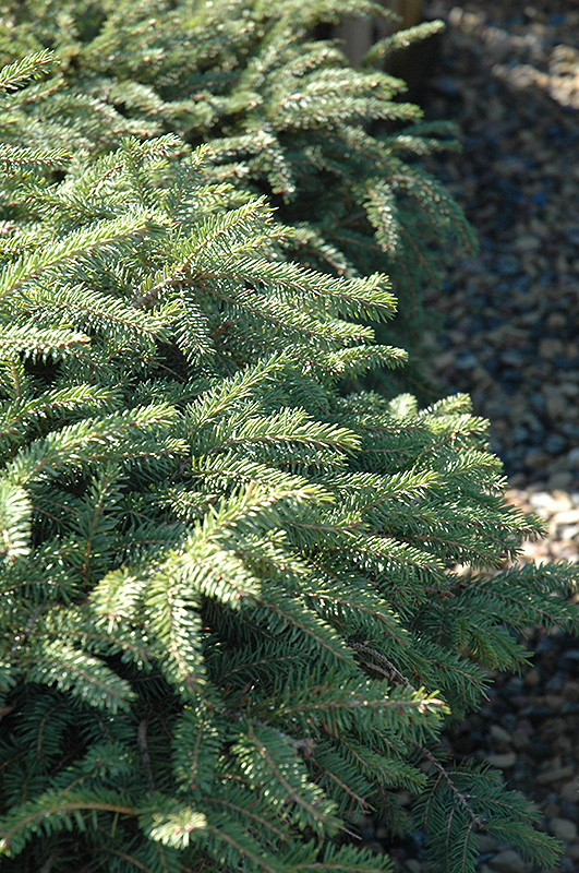Elegans Spruce (Picea abies 'Elegans') at Hoffmann Hillermann Nursery & Florist