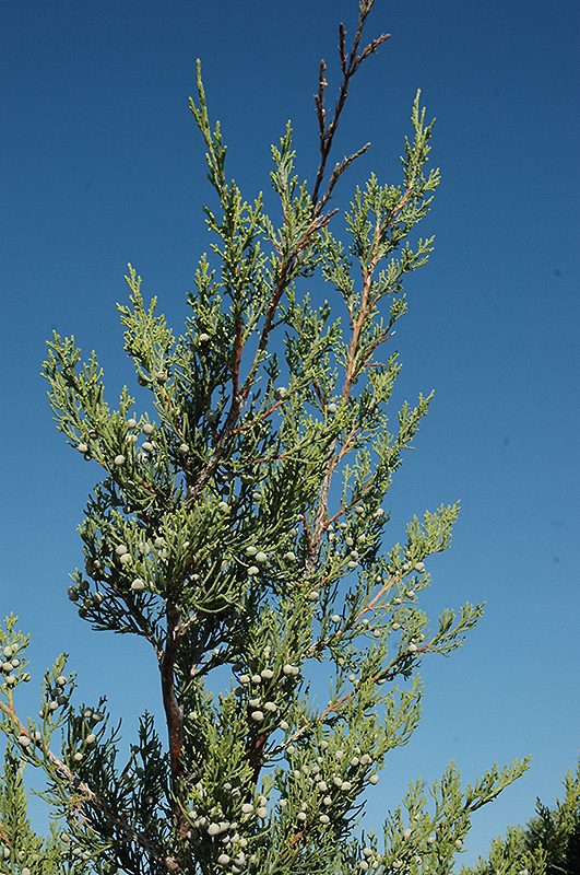 Hetz Columnar Juniper (Juniperus chinensis 'Hetz Columnar') at Hoffmann Hillermann Nursery & Florist
