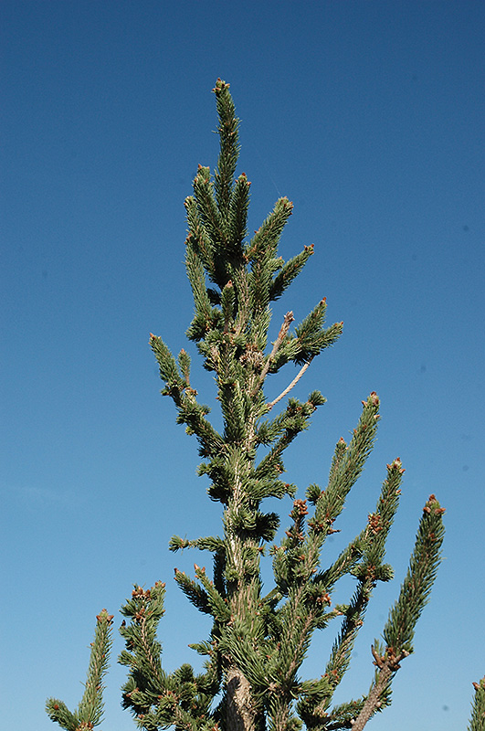 Hillside Upright Spruce (Picea abies 'Hillside Upright') at Hoffmann Hillermann Nursery & Florist