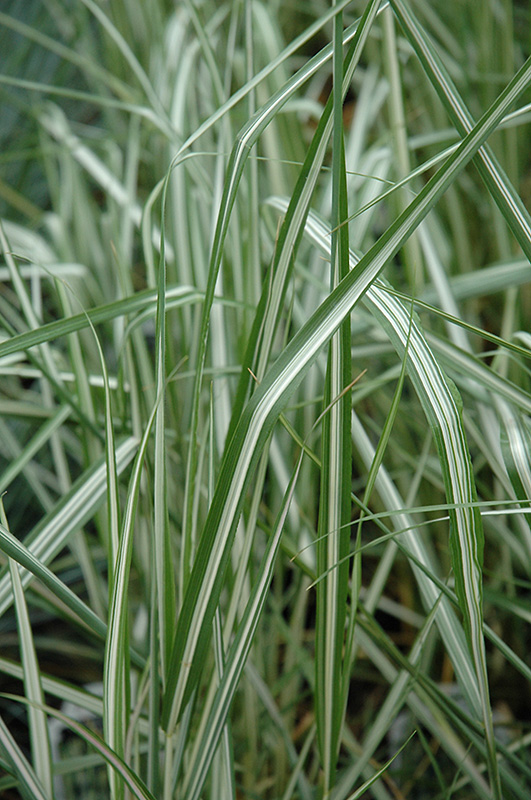 Avalanche Reed Grass (Calamagrostis x acutiflora 'Avalanche') at Hoffmann Hillermann Nursery & Florist