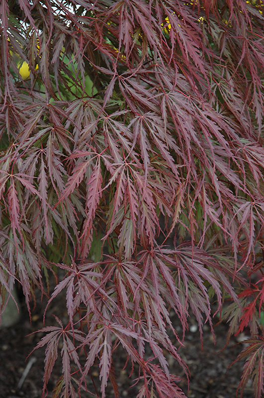 Tamukeyama Japanese Maple (Acer palmatum 'Tamukeyama') at Hoffmann Hillermann Nursery & Florist
