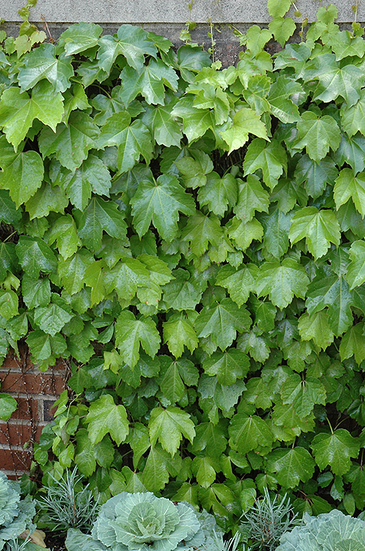 Veitch Boston Ivy (Parthenocissus tricuspidata 'Veitchii') at Hoffmann Hillermann Nursery & Florist