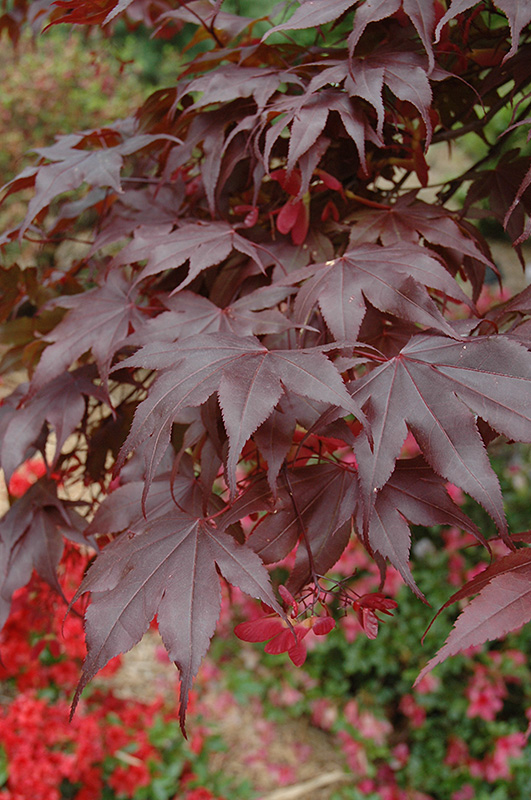 Bloodgood Japanese Maple (Acer palmatum 'Bloodgood') at Hoffmann Hillermann Nursery & Florist