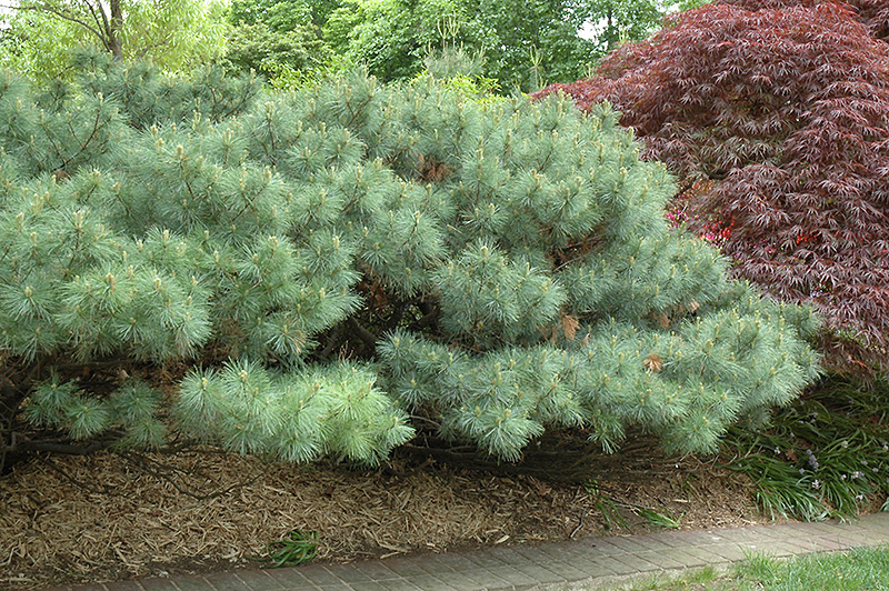 Dwarf White Pine (Pinus strobus 'Nana') at Hoffmann Hillermann Nursery & Florist