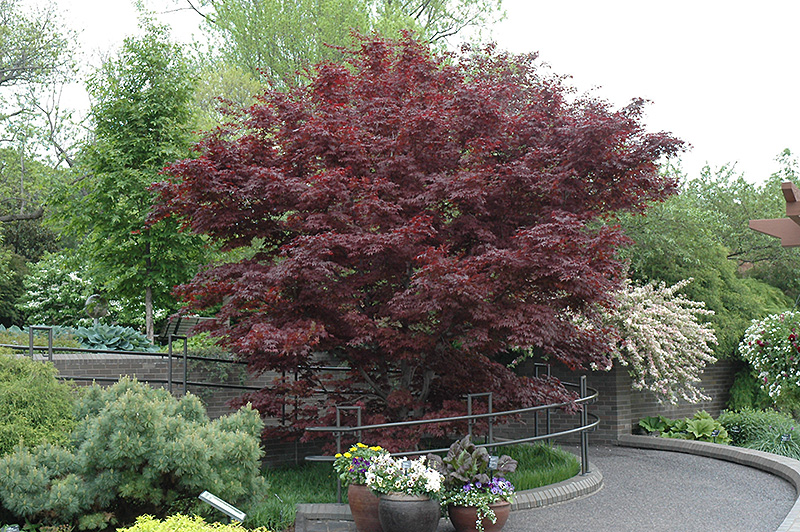 Bloodgood Japanese Maple (Acer palmatum 'Bloodgood') at Hoffmann Hillermann Nursery & Florist