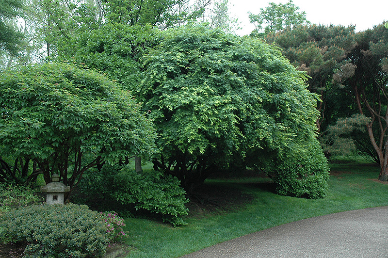 Japanese Maple (Acer palmatum) at Hoffmann Hillermann Nursery & Florist