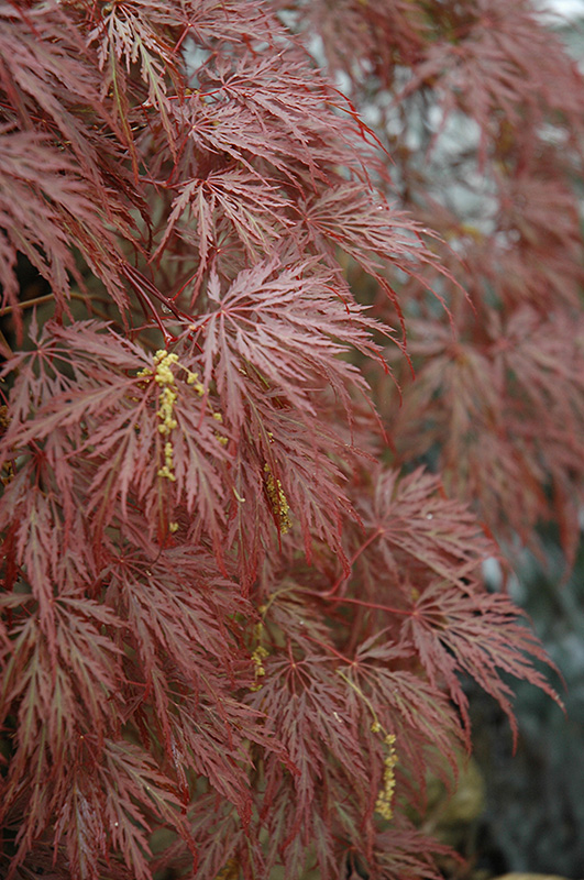 Inaba Shidare Cutleaf Japanese Maple (Acer palmatum 'Inaba Shidare') at Hoffmann Hillermann Nursery & Florist
