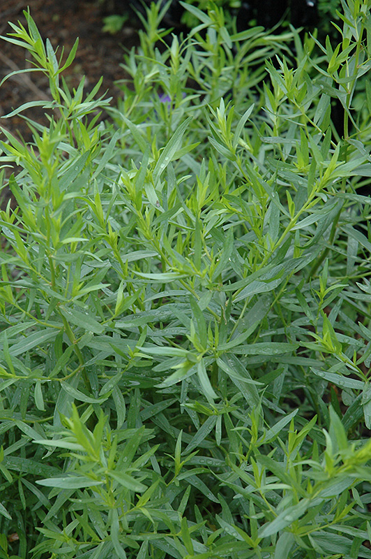 French Tarragon (Artemisia dracunculus 'Sativa') at Hoffmann Hillermann Nursery & Florist