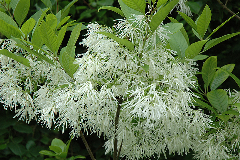 White Fringetree (Chionanthus virginicus) at Hoffmann Hillermann Nursery & Florist