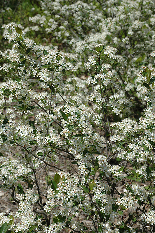 Iroquois Beauty Black Chokeberry (Aronia melanocarpa 'Morton') at Hoffmann Hillermann Nursery & Florist