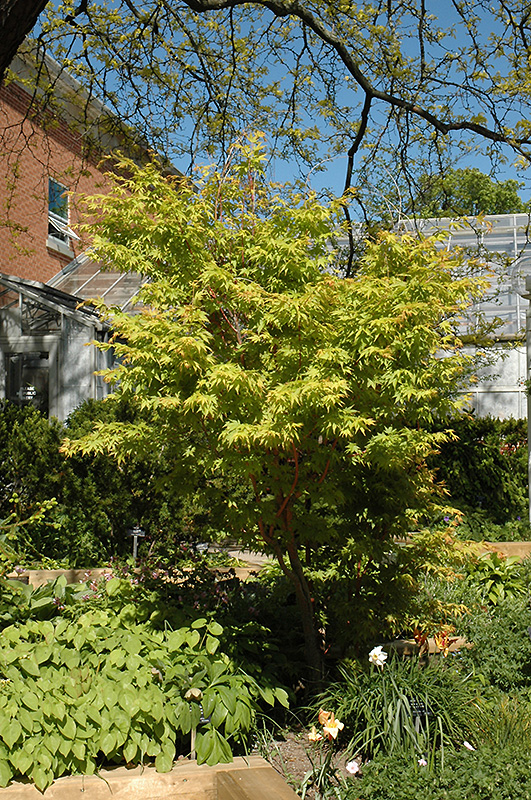 Coral Bark Japanese Maple (Acer palmatum 'Sango Kaku') at Hoffmann Hillermann Nursery & Florist
