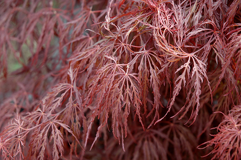 Crimson Queen Japanese Maple (Acer palmatum 'Crimson Queen') at Hoffmann Hillermann Nursery & Florist