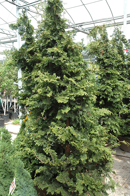 Wells Special Hinoki Falsecypress (Chamaecyparis obtusa 'Wells Special') at Hoffmann Hillermann Nursery & Florist
