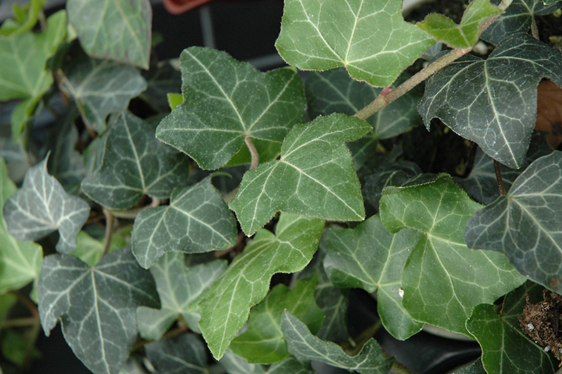 Baltic Ivy (Hedera helix 'Baltica') at Hoffmann Hillermann Nursery & Florist