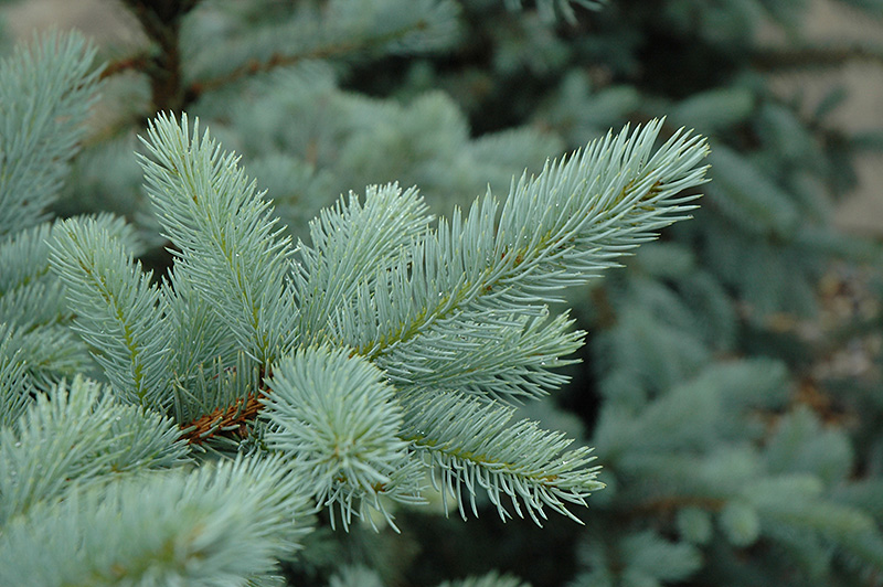 Bacheri Blue Spruce (Picea pungens 'Bacheri') at Hoffmann Hillermann Nursery & Florist