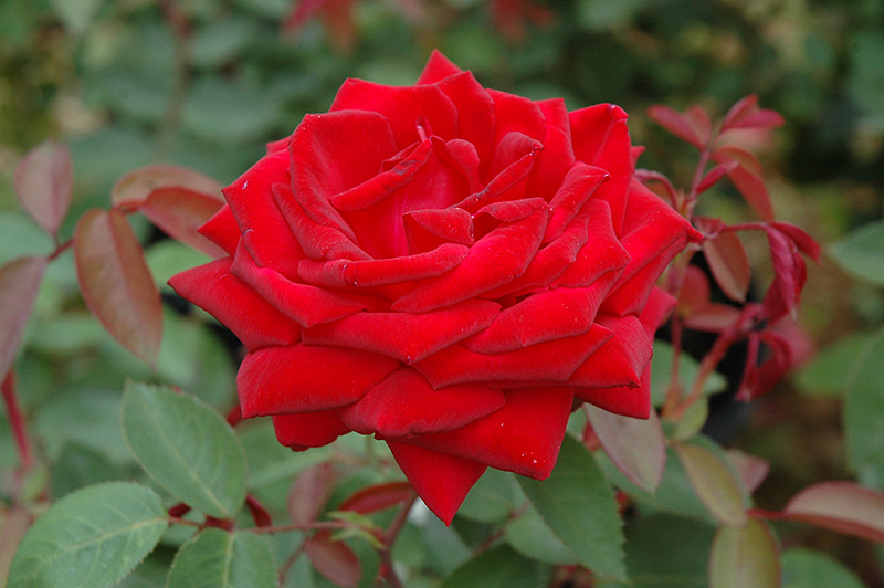 Kashmir Rose (Rosa 'Kashmir') at Hoffmann Hillermann Nursery & Florist