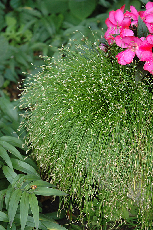Fiber Optic Grass (Isolepis cernua) at Hoffmann Hillermann Nursery & Florist