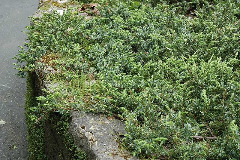 Shore Juniper (Juniperus conferta) at Hoffmann Hillermann Nursery & Florist