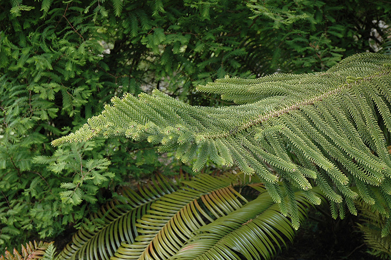 Norfolk Island Pine (Araucaria heterophylla) at Hoffmann Hillermann Nursery & Florist