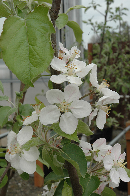 Gala Apple (Malus 'Gala') at Hoffmann Hillermann Nursery & Florist