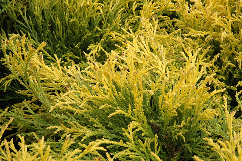 Golden Mop Falsecypress (Chamaecyparis pisifera 'Golden Mop') at Hoffmann Hillermann Nursery & Florist