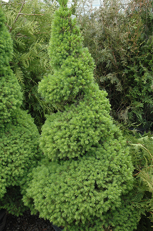 Dwarf Alberta Spruce (Picea glauca 'Conica (spiral)') at Hoffmann Hillermann Nursery & Florist