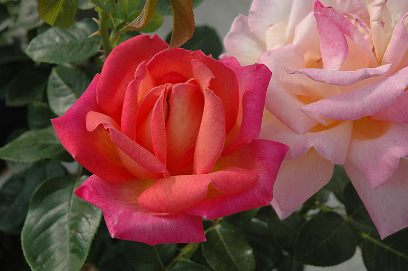 Chicago Peace Rose (Rosa 'Chicago Peace') at Hoffmann Hillermann Nursery & Florist