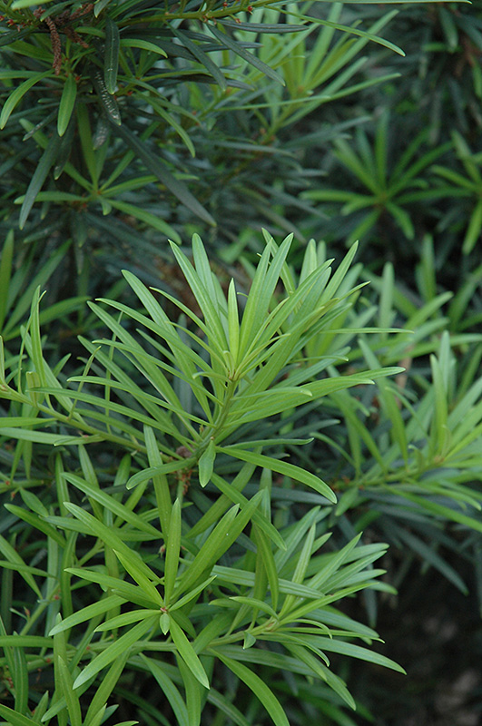 Japanese Yew (Podocarpus macrophyllus) at Hoffmann Hillermann Nursery & Florist