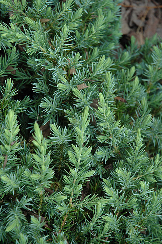 Blue Pacific Shore Juniper (Juniperus conferta 'Blue Pacific') at Hoffmann Hillermann Nursery & Florist