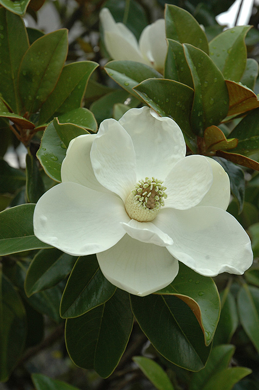 Bracken's Brown Beauty Magnolia (Magnolia grandiflora 'Bracken's Brown Beauty') at Hoffmann Hillermann Nursery & Florist