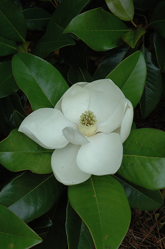 Edith Bogue Magnolia (Magnolia grandiflora 'Edith Bogue') at Hoffmann Hillermann Nursery & Florist