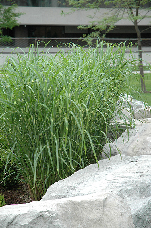 Zebra Grass (Miscanthus sinensis 'Zebrinus') at Hoffmann Hillermann Nursery & Florist