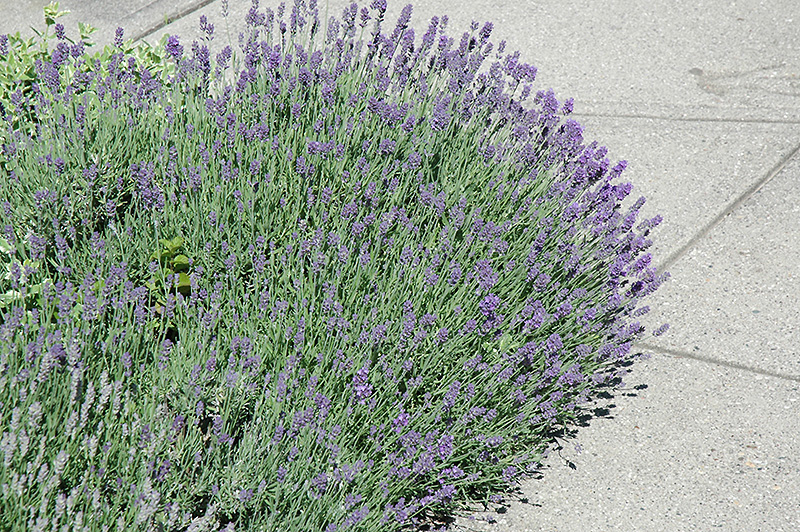 Munstead Lavender (Lavandula angustifolia 'Munstead') at Hoffmann Hillermann Nursery & Florist