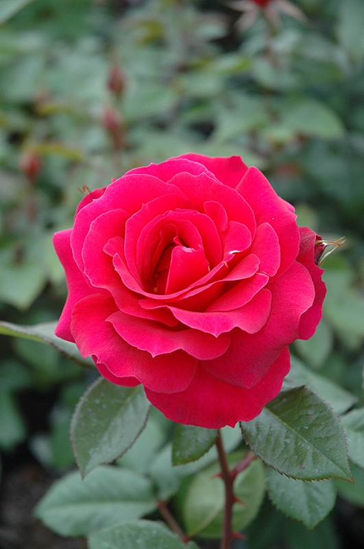 Frankly Scarlet Rose (Rosa 'Frankly Scarlet') at Hoffmann Hillermann Nursery & Florist