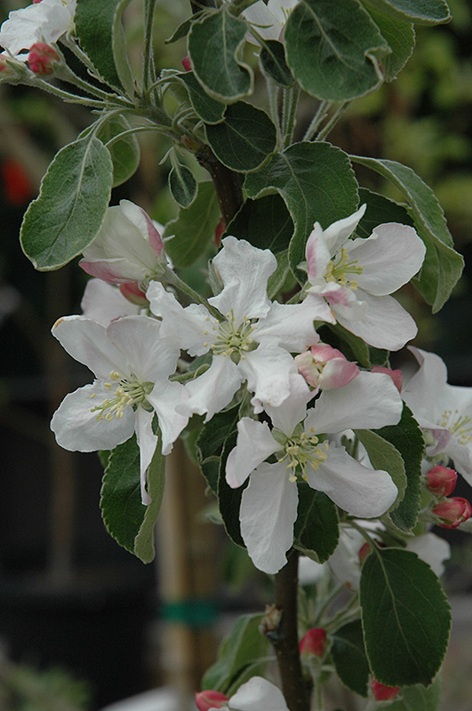 Granny Smith Apple (Malus 'Granny Smith') at Hoffmann Hillermann Nursery & Florist