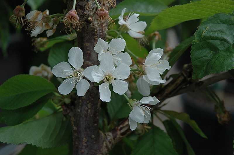 Rainier Cherry (Prunus avium 'Rainier') at Hoffmann Hillermann Nursery & Florist