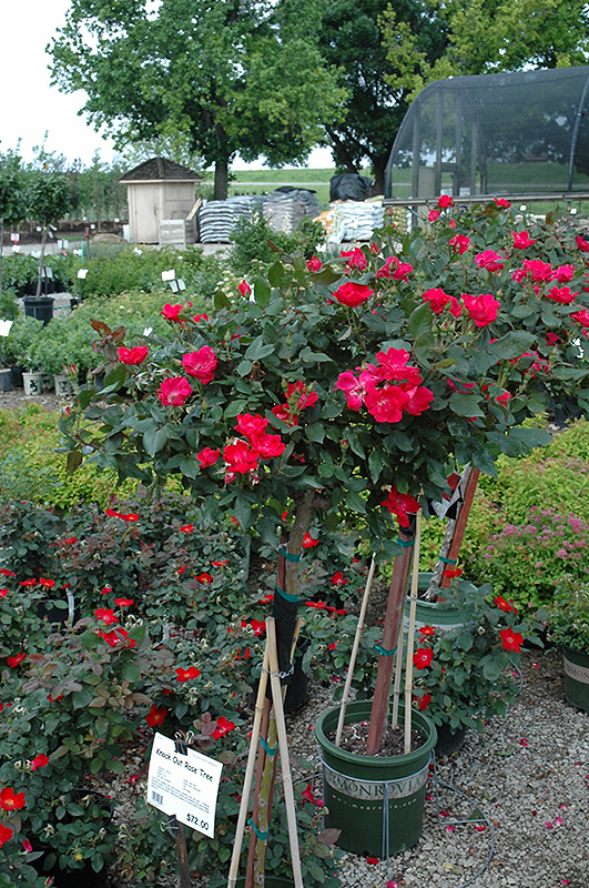 Knock Out Rose Tree (Rosa 'Radrazz') at Hoffmann Hillermann Nursery & Florist