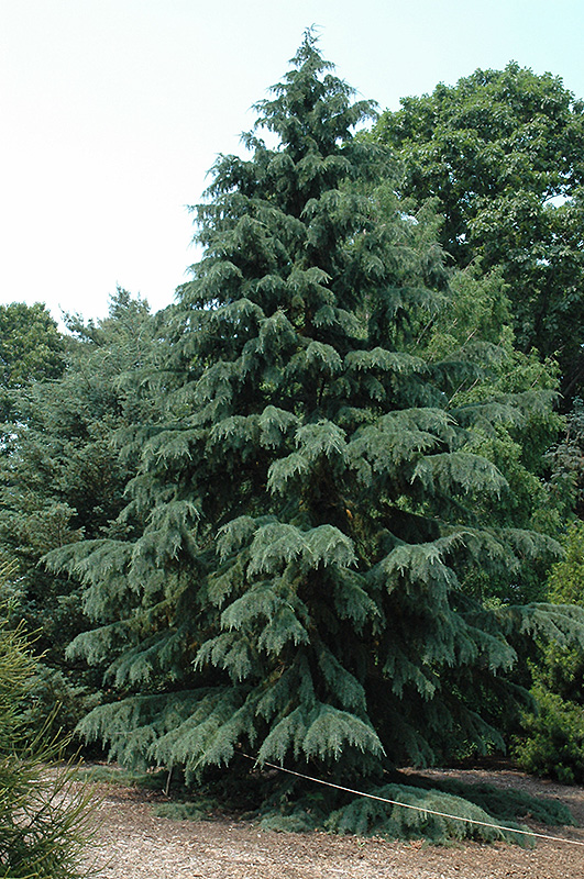 Deodar Cedar (Cedrus deodara) at Hoffmann Hillermann Nursery & Florist