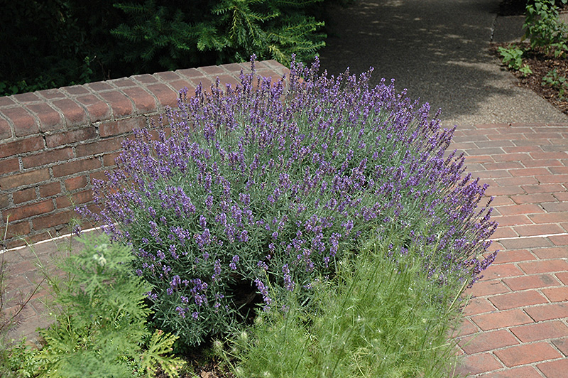 English Lavender (Lavandula angustifolia) at Hoffmann Hillermann Nursery & Florist